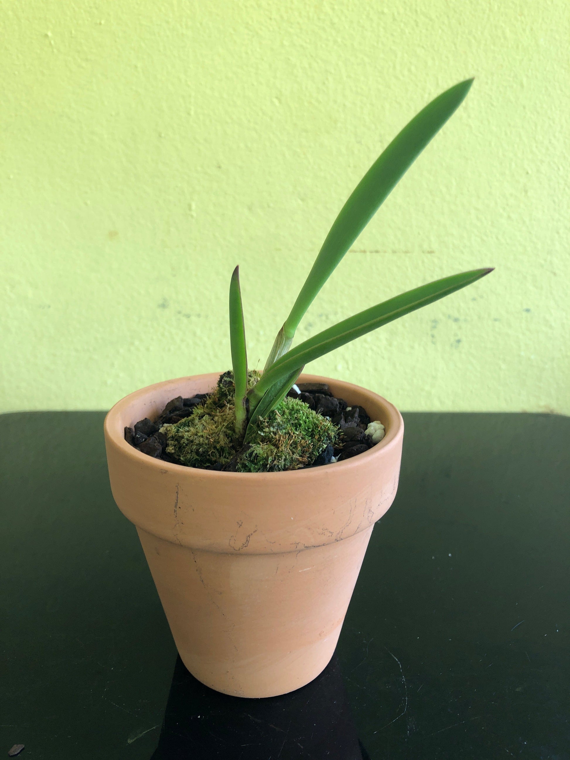 Laelia briegeri Laelia La Foresta Orchids 