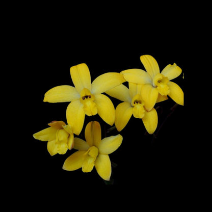 Laelia Cattleya cruziana Laelia La Foresta Orchids 