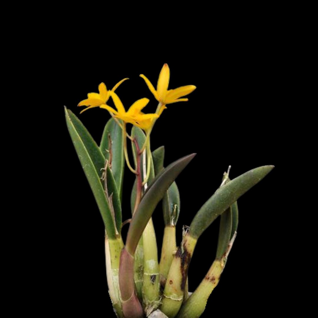 Laelia Cattleya esalqueana Laelia La Foresta Orchids 