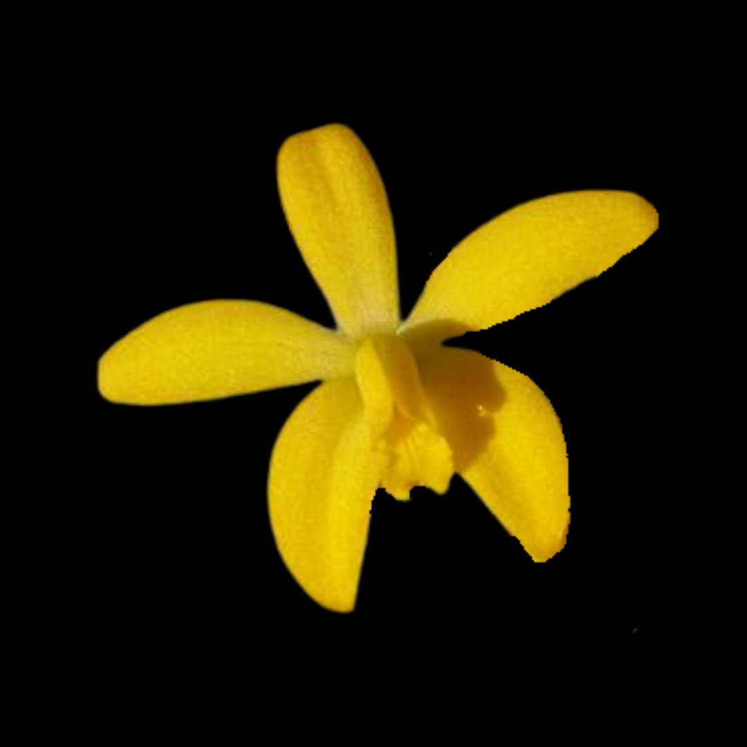 Laelia Cattleya esalqueana Laelia La Foresta Orchids 