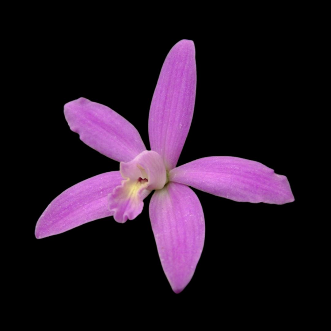 Laelia Cattleya ghillanyi Laelia La Foresta Orchids 