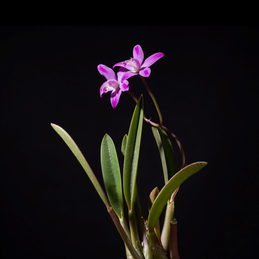 Laelia Cattleya ghillanyi Laelia La Foresta Orchids 