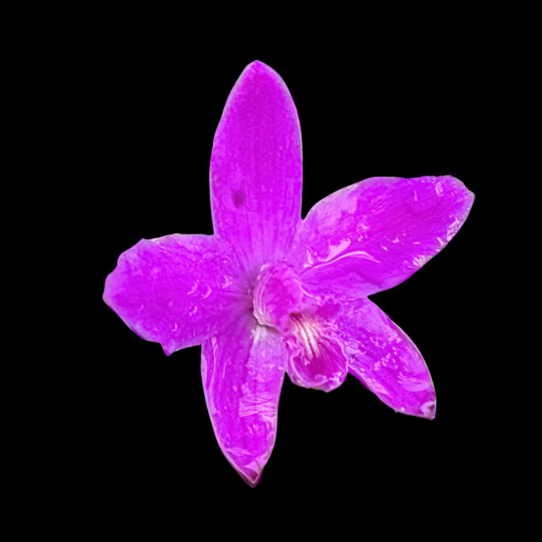 Laelia Cattleya ghillanyi Laelia La Foresta Orchids 