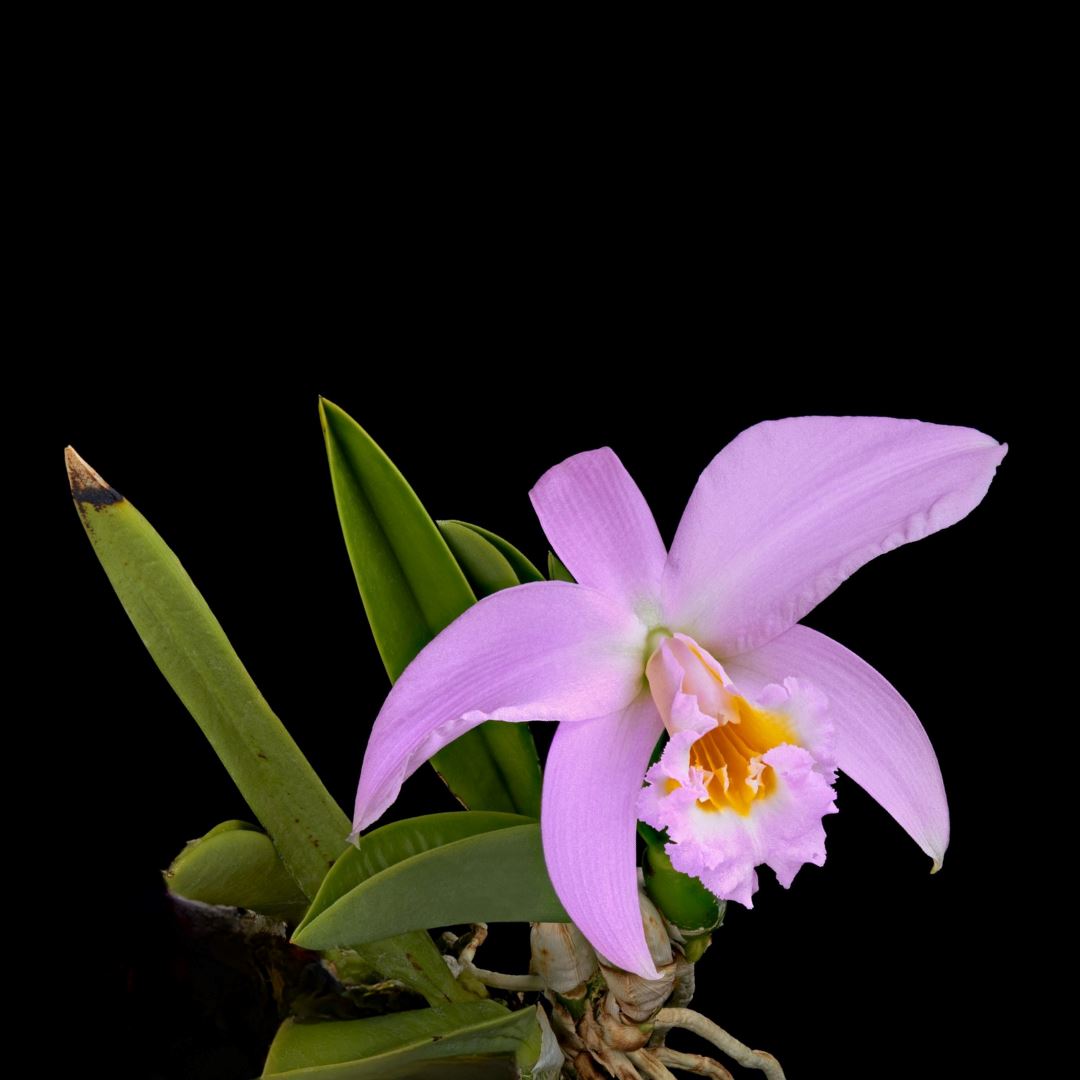 Laelia Cattleya jongheana Laelia La Foresta Orchids 