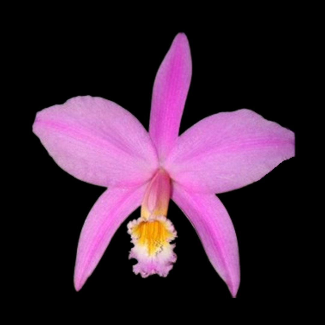 Laelia Cattleya jongheana Laelia La Foresta Orchids 