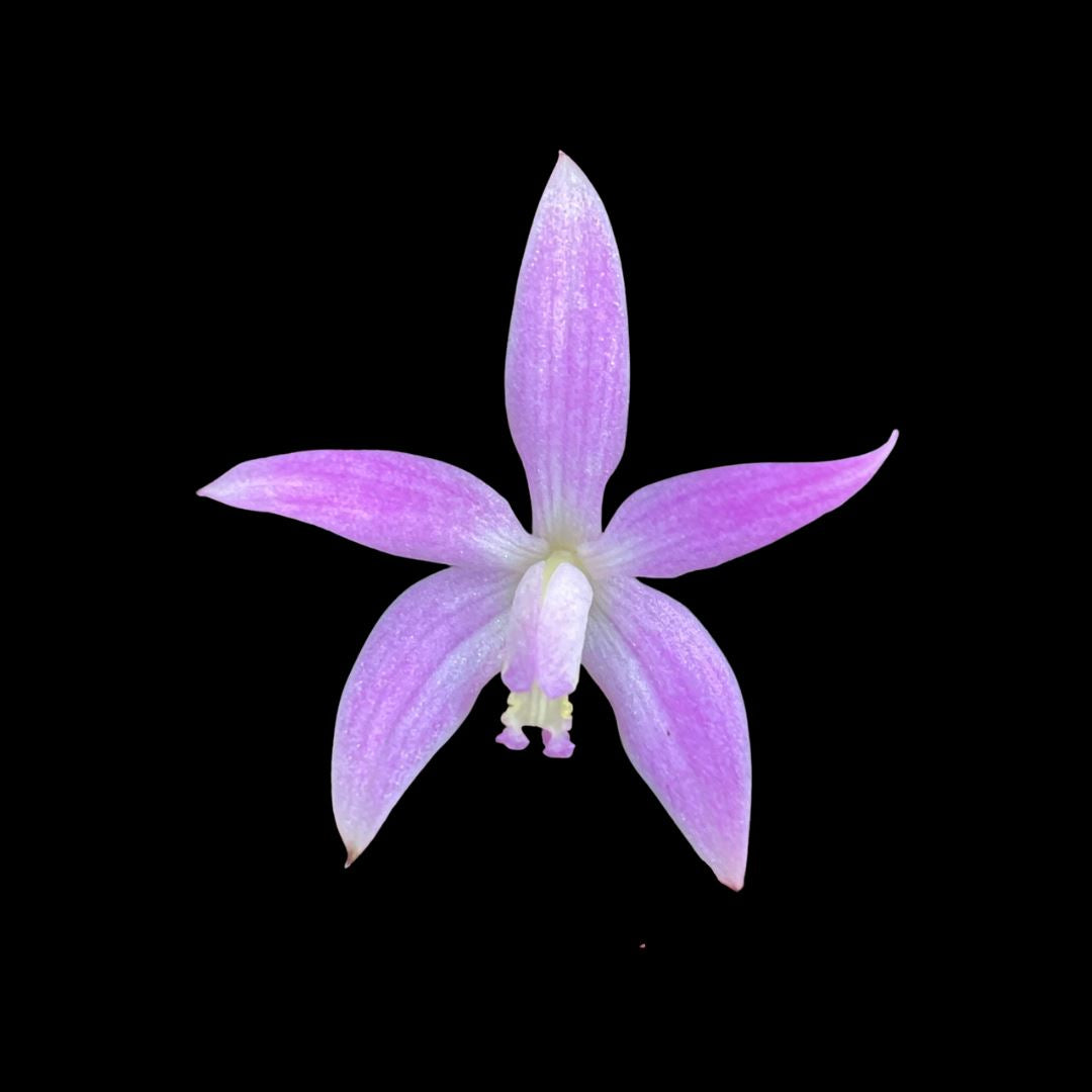 Laelia Cattleya kettieana Laelia La Foresta Orchids 