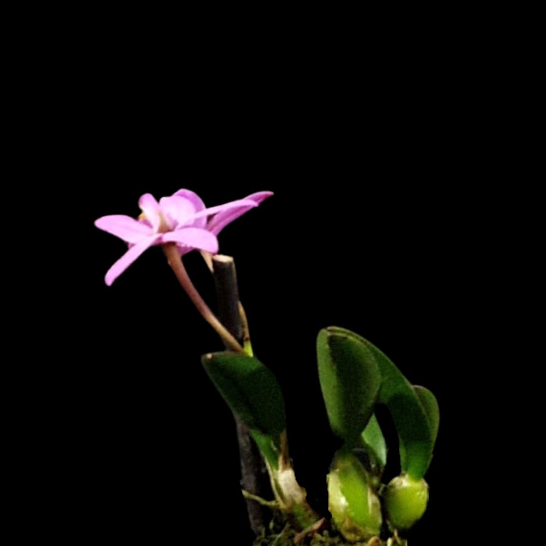 Laelia Cattleya kettieana Laelia La Foresta Orchids 