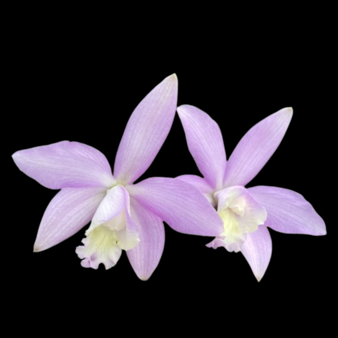 Laelia Cattleya kettieana Laelia La Foresta Orchids 