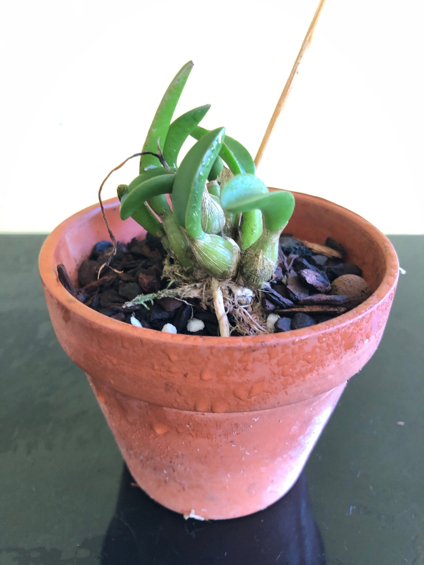 Laelia cruziana Laelia La Foresta Orchids 