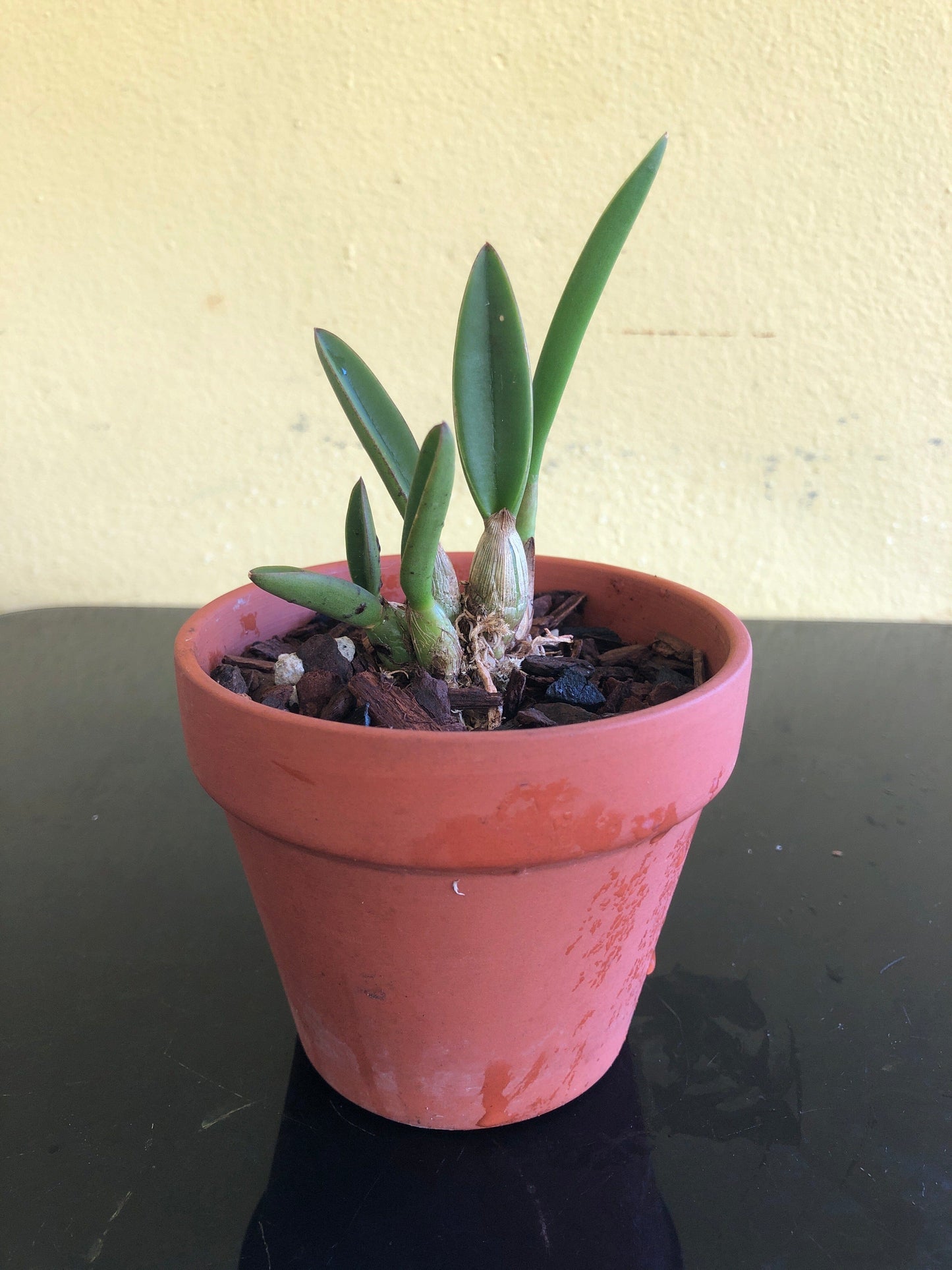 Laelia ghillanyi Laelia La Foresta Orchids 