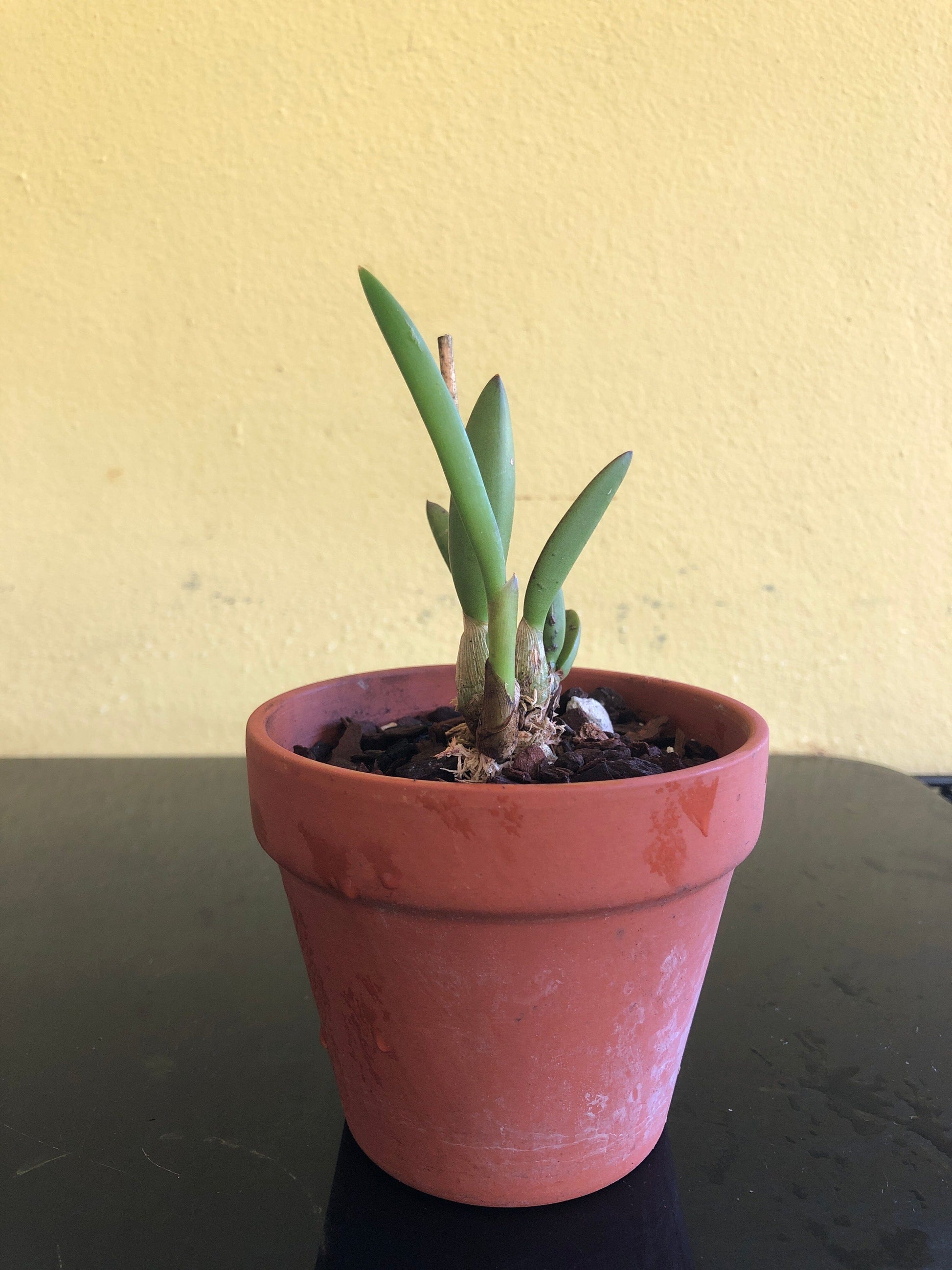 Laelia ghillanyi Laelia La Foresta Orchids 