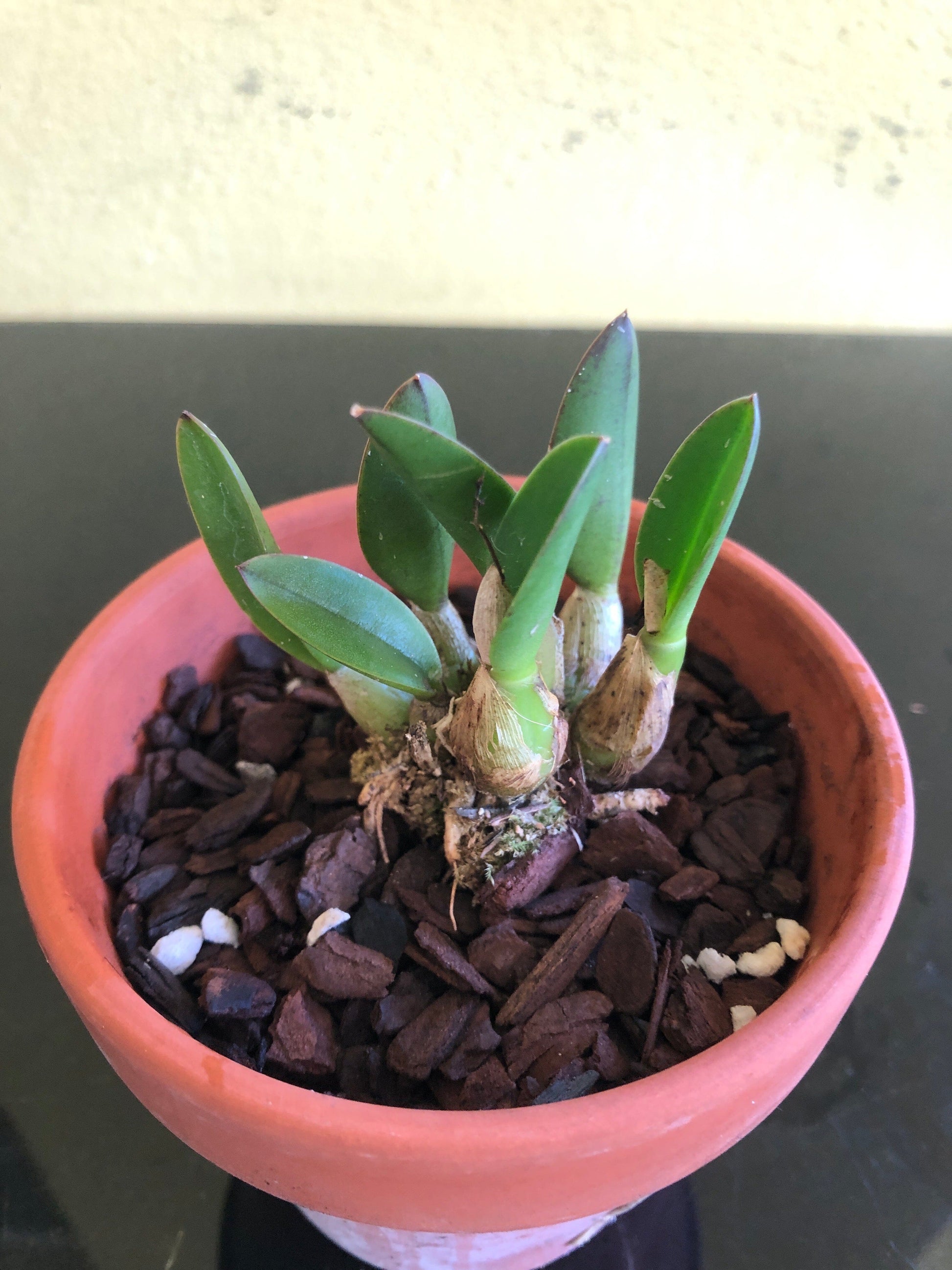 Laelia kettieana Laelia La Foresta Orchids 