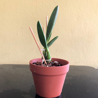 Laelia lucasiana Laelia La Foresta Orchids 