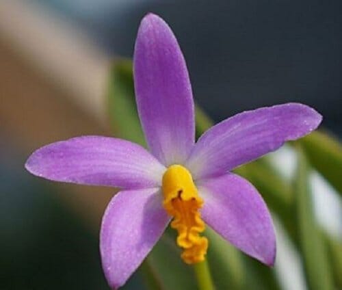 Laelia lucasiana Laelia La Foresta Orchids 