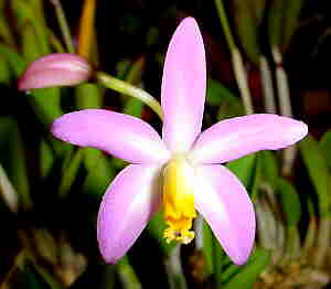 Laelia lucasiana Laelia La Foresta Orchids 