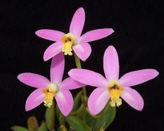 Laelia lucasiana Laelia La Foresta Orchids 