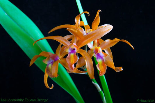 Laelia lueddemannii × Cattlianthe Trick or Treat Cattleya La Foresta Orchids 