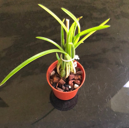 Laelia lundii Cattleya La Foresta Orchids 