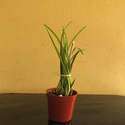 Laelia lundii Cattleya La Foresta Orchids 