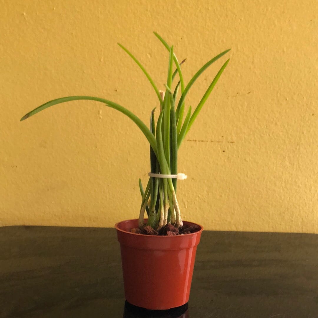 Laelia lundii Cattleya La Foresta Orchids 