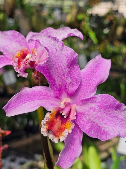 Laelia lyonsii × Cattleya percivaliana Cattleya La Foresta Orchids 