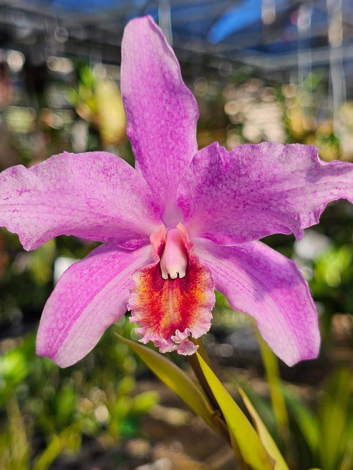 Laelia lyonsii × Cattleya percivaliana Cattleya La Foresta Orchids 