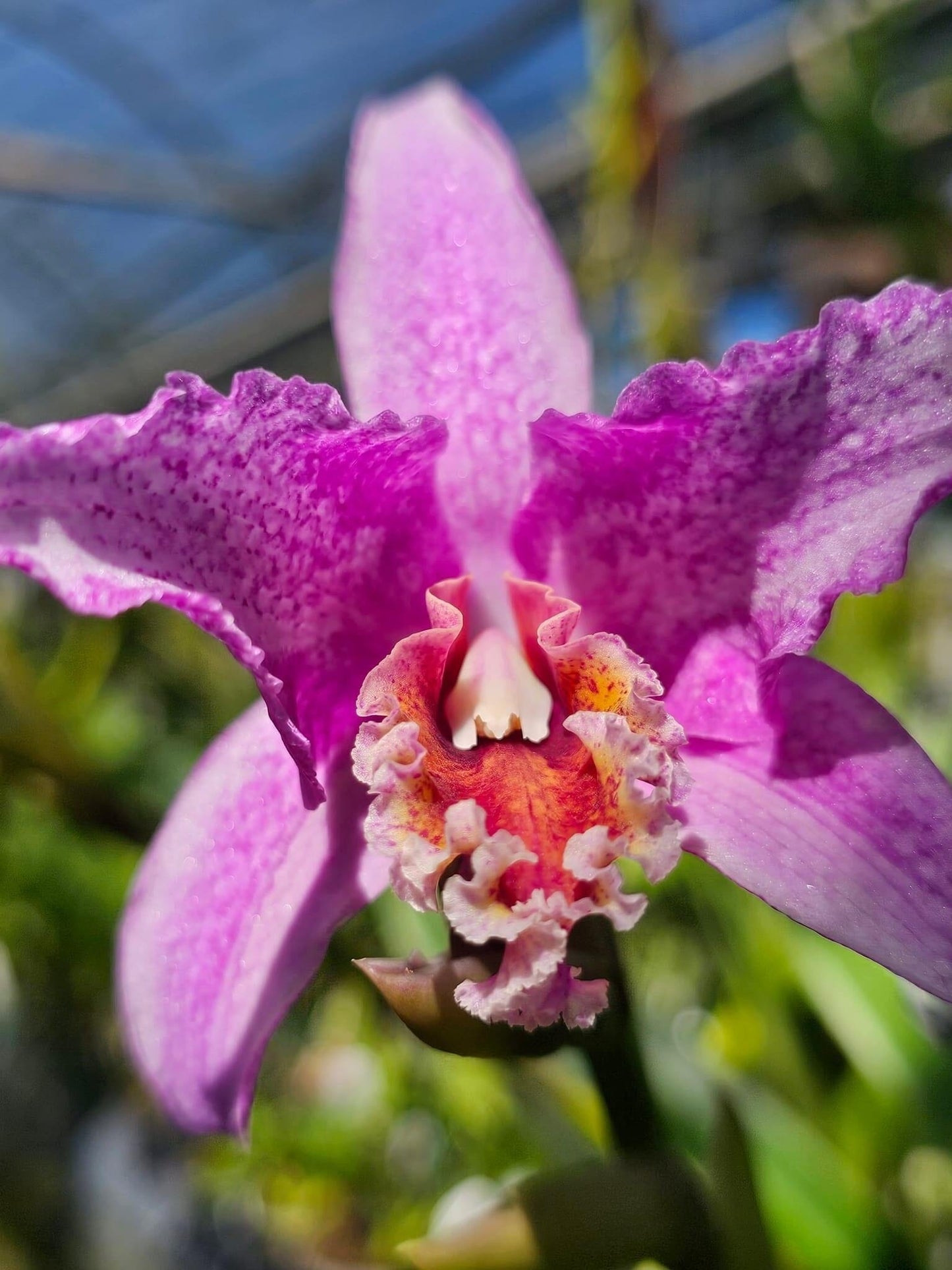 Laelia lyonsii × Cattleya percivaliana Cattleya La Foresta Orchids 