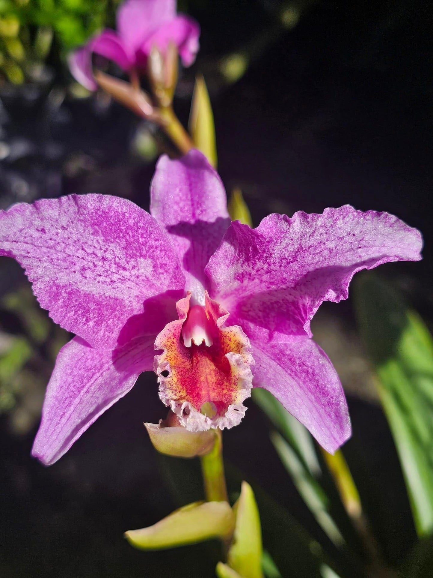 Laelia lyonsii × Cattleya percivaliana Cattleya La Foresta Orchids 