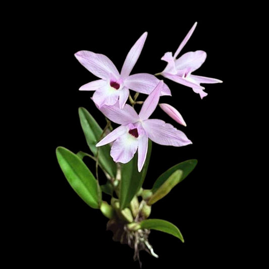 Laelia rubescens Laelia La Foresta Orchids 