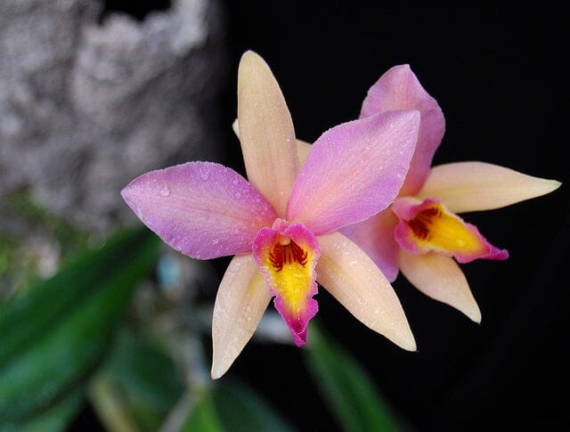 New Arrival Orchids – Page 6 – La Foresta Orchids