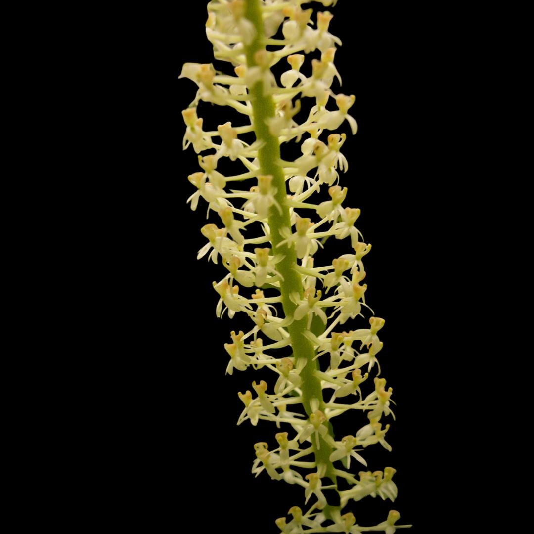 Liparis condylobulbon Liparis La Foresta Orchids 