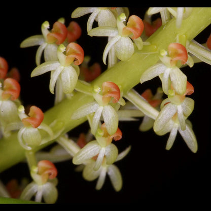 Liparis condylobulbon Liparis La Foresta Orchids 