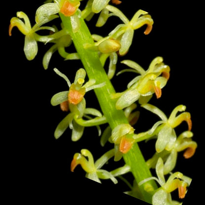 Liparis condylobulbon Liparis La Foresta Orchids 