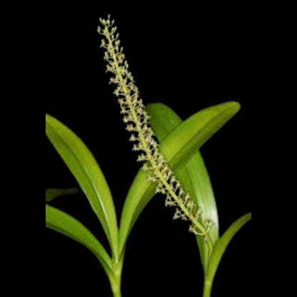 Liparis condylobulbon Liparis La Foresta Orchids 