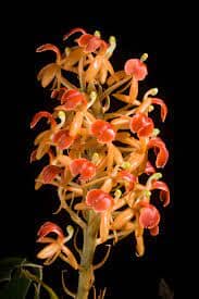 Liparis nutans Liparis La Foresta Orchids 