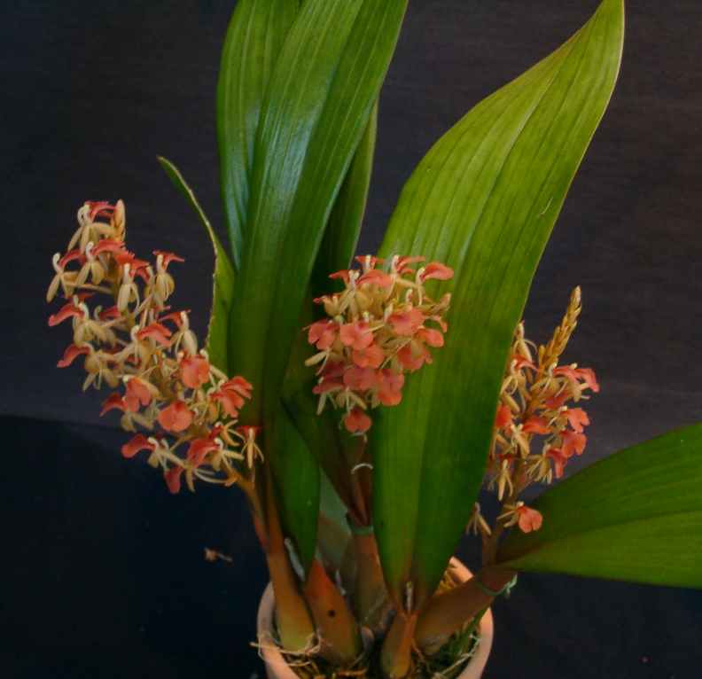 Liparis nutans Liparis La Foresta Orchids 