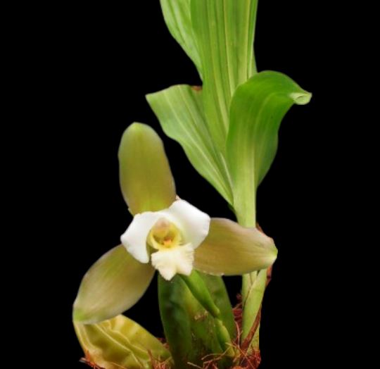 Lycaste macrophylla Lycaste La Foresta Orchids 