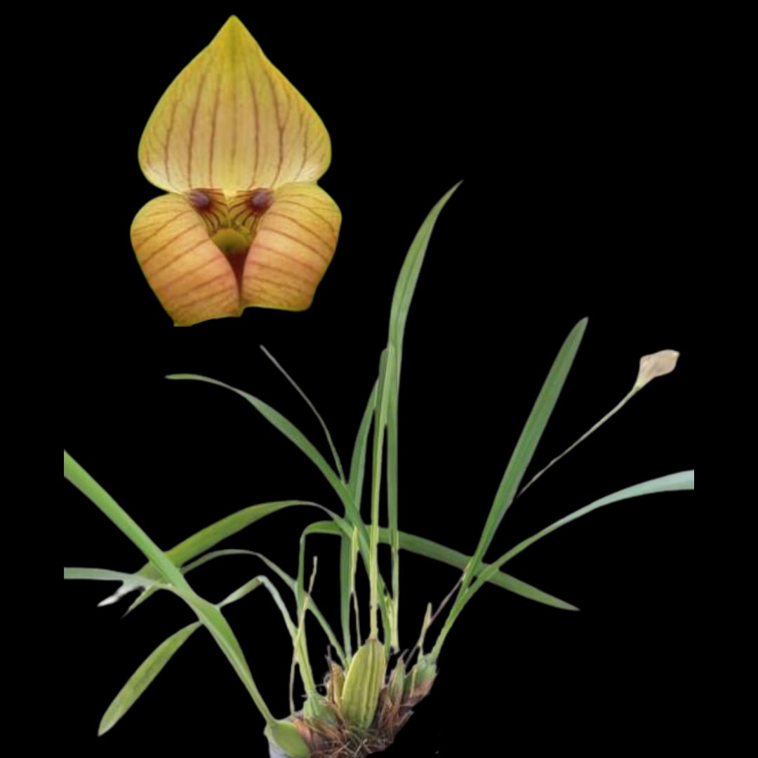 Maxillaria Alliance: Trigonidium egertonianum Maxillaria La Foresta Orchids 