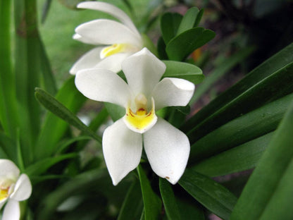 Maxillaria camaridii Maxillaria La Foresta Orchids 