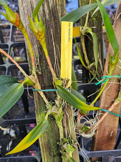 Maxillaria horichii Maxillaria La Foresta Orchids 