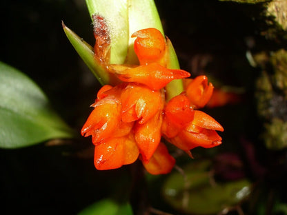 Maxillaria horichii Maxillaria La Foresta Orchids 