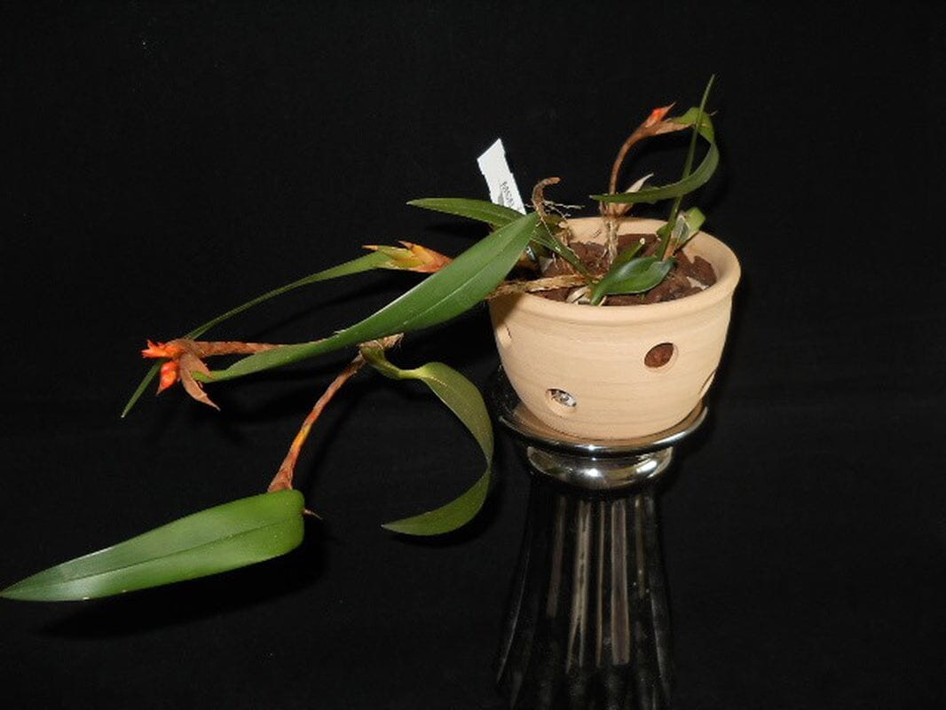 Maxillaria horichii Maxillaria La Foresta Orchids 