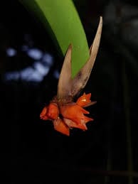 Maxillaria horichii Maxillaria La Foresta Orchids 