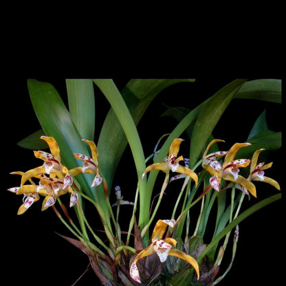 Maxillaria picta Maxillaria La Foresta Orchids 