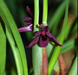 Maxillaria variabilis 'Black' - a Black Orchid! Maxillaria La Foresta Orchids 