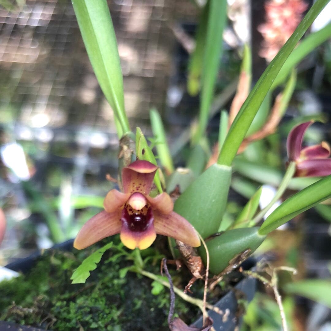 Maxillaria variabilis 'Black' - In BLOOM! Maxillaria La Foresta Orchids 