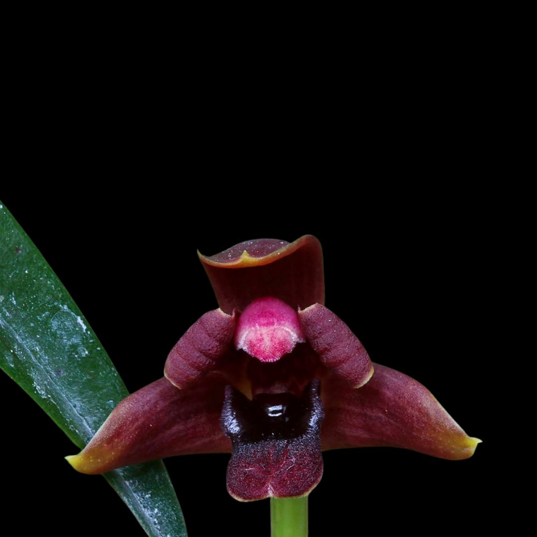 Maxillaria variabilis 'Black' Maxillaria La Foresta Orchids 