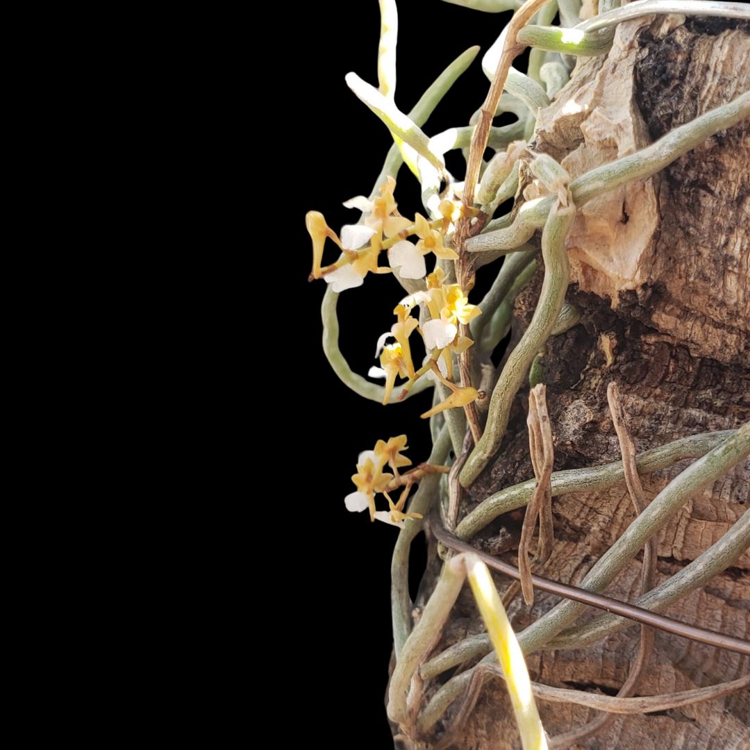 MICROCOELIA KOEHLERI Small deals Leafless Orchid Mounted