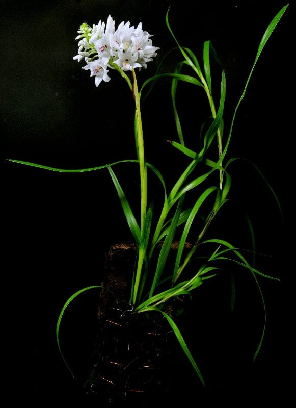 Neobenthamia gracilis Neobenthamia La Foresta Orchids 