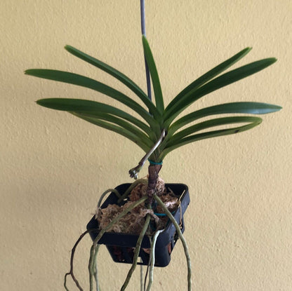 Neofinetia falcata x Vanda coerulescens - In SPIKE! Vanda La Foresta Orchids 